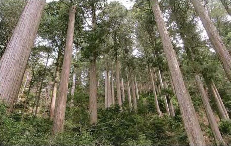 吉野林業